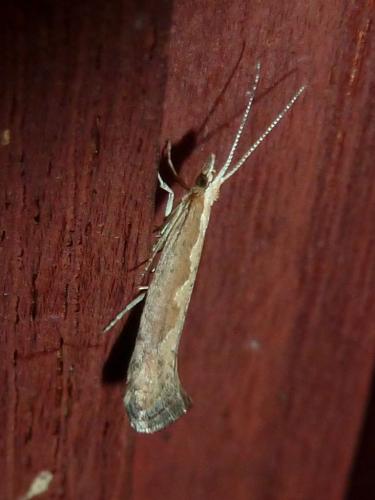 Réf. 215 297 : Plutella xylostella